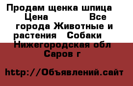 Продам щенка шпица.  › Цена ­ 15 000 - Все города Животные и растения » Собаки   . Нижегородская обл.,Саров г.